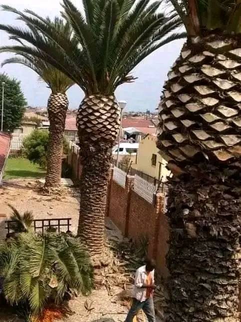 Palm Tree Shaping and Maintenance