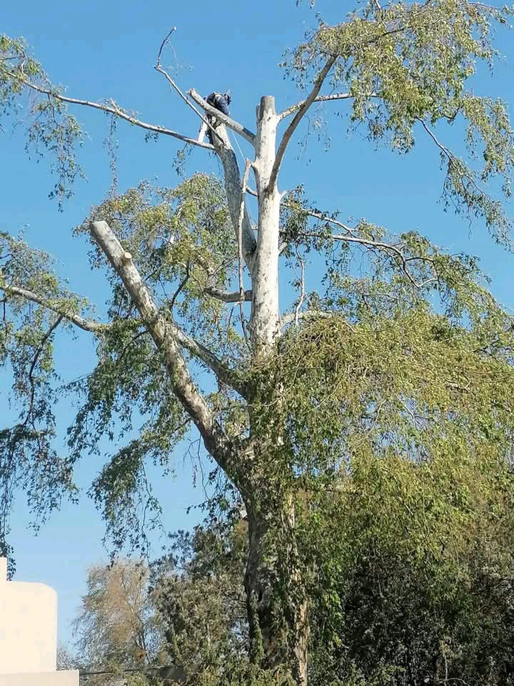 High-Risk Tree Felling: What It Is, Why It Matters, and Why You Need Professionals