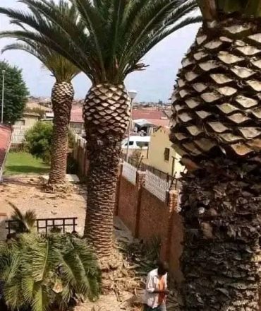 469687982_547491688095941_2137991542386107883_n